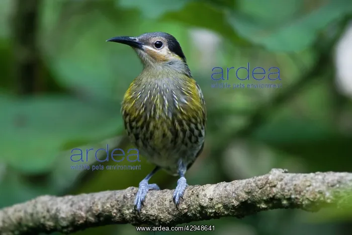 : Macleay's Honeyeater : Macleay's Honeyeater