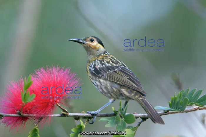 : Macleay's Honeyeater : Macleay's Honeyeater