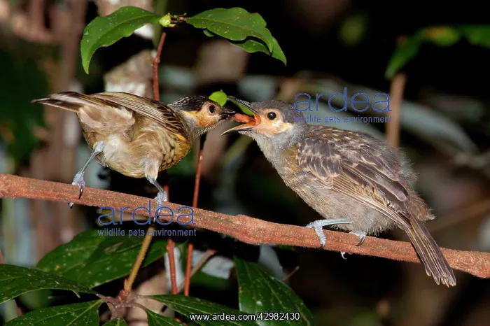 : Macleay's Honeyeater : Macleay's Honeyeater