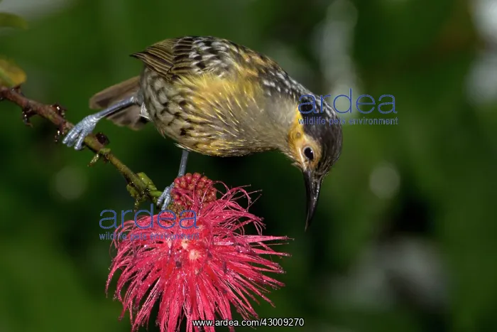 : Macleay's Honeyeater : Macleay's Honeyeater