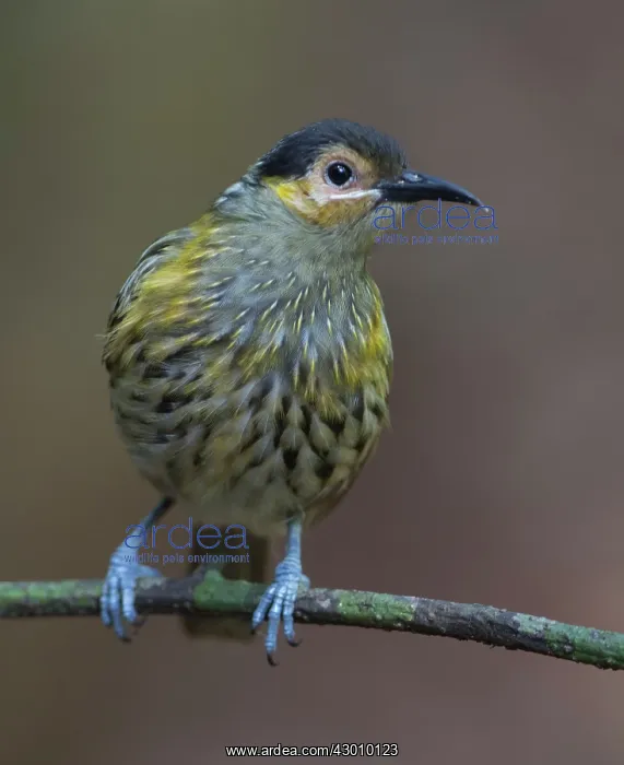 : Macleay's Honeyeater : Macleay's Honeyeater