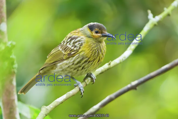 : Macleay's Honeyeater : Macleay's Honeyeater