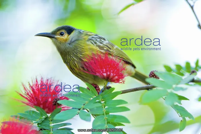 : Macleay's Honeyeater : Macleay's Honeyeater