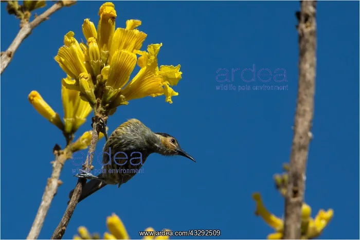 : Macleay's Honeyeater - Seeking nectar in a flowering : Macleay's Honeyeater - Seeking nectar in a flowering