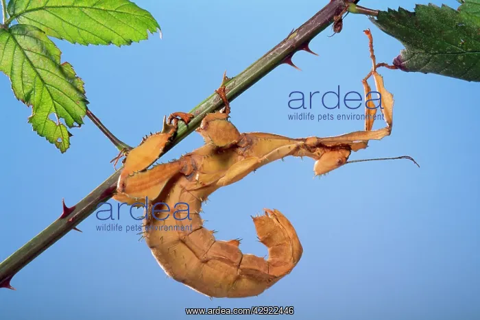: Macleay's Spectre Stick Insect : Macleay's Spectre Stick Insect