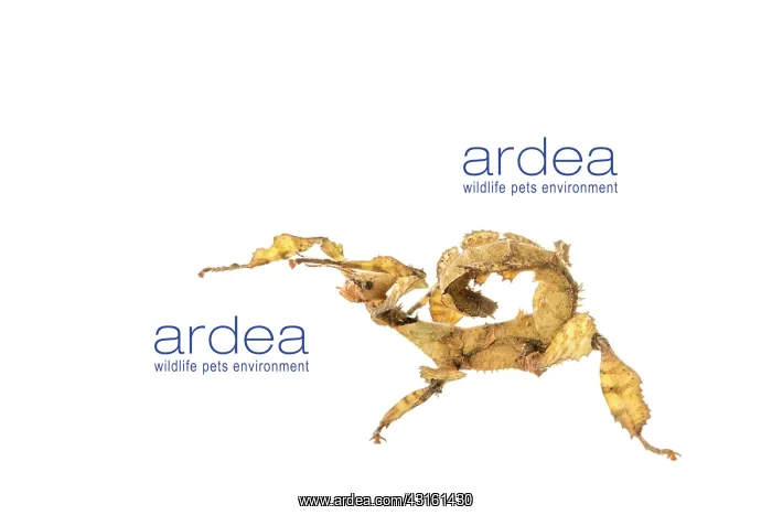 : Macleay's spectre walkingstick female on white background : Macleay's spectre walkingstick female on white background