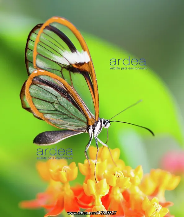 : Maco of a glasswinged butterfly (greta oto) on a flower : Maco of a glasswinged butterfly (greta oto) on a flower