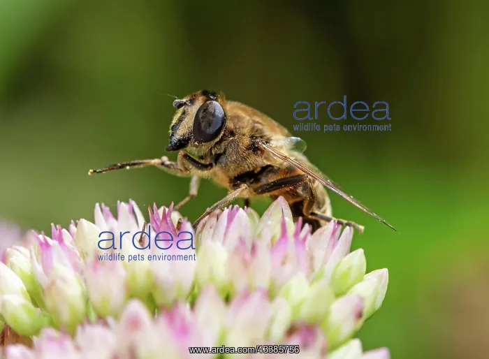: Macor of a hoverfly on (sedum) flower blossoms : Macor of a hoverfly on (sedum) flower blossoms