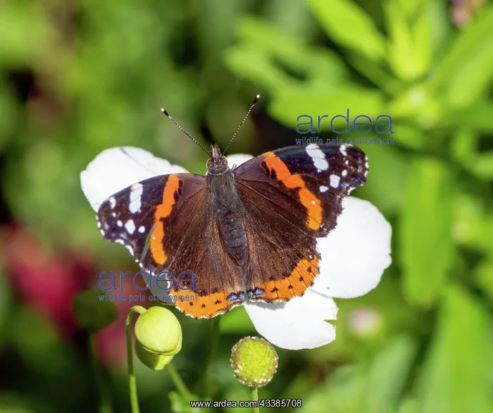: Macro of an Admiral butterfly on a white flower blossom : Macro of an Admiral butterfly on a white flower blossom