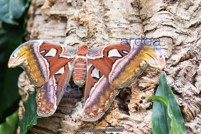 : Macro of an Atlas moth (Attacus atlas) sitting on a tree tru : Macro of an Atlas moth (Attacus atlas) sitting on a tree tru