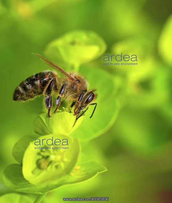 : Macro of a bee collecting nectar on a flower blossom : Macro of a bee collecting nectar on a flower blossom