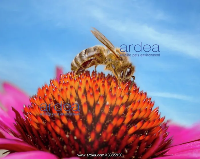 : Macro of a bee collecting nectar in an flower blossom (echin : Macro of a bee collecting nectar in an flower blossom (echin