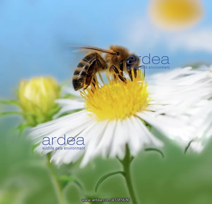 : Macro of a bee collecting nectar at a white aster blossom : Macro of a bee collecting nectar at a white aster blossom