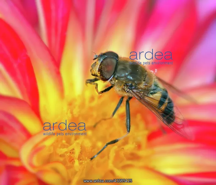 : Macro of a bee pollinating on a flower blossom : Macro of a bee pollinating on a flower blossom