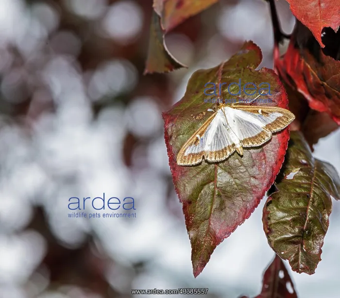 : Macro of a box tree moth (Cydalima perspectalis) : Macro of a box tree moth (Cydalima perspectalis)