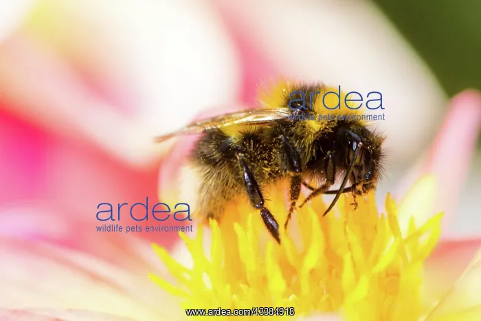 : Macro of a bumblebee collecting nectar in a dahlia blossom : Macro of a bumblebee collecting nectar in a dahlia blossom