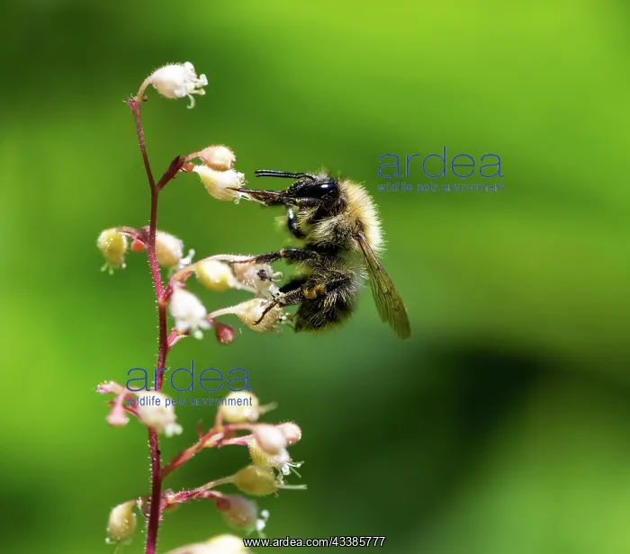 : Macro of a bumblebee collecting nectar on a flower blossom : Macro of a bumblebee collecting nectar on a flower blossom