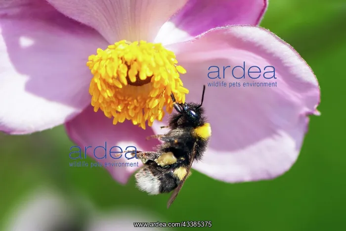 : Macro of a bumblebee collecting nectar in a pink blossom : Macro of a bumblebee collecting nectar in a pink blossom
