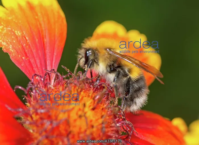 : Macro of a bumblebee on a red dahlia flower : Macro of a bumblebee on a red dahlia flower
