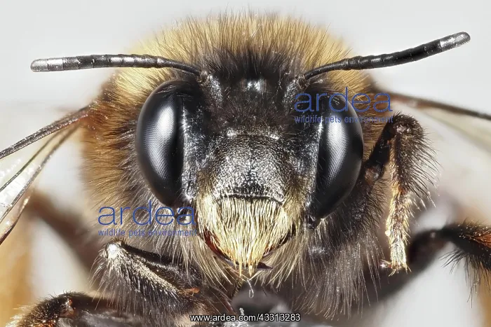 : Macro, face of a bumblebee : Macro, face of a bumblebee