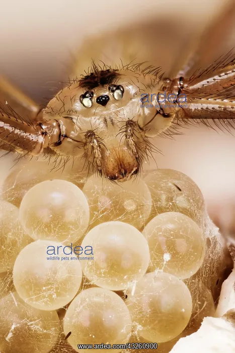 : Macro focus stacking picture of Daddy Long-legs : Macro focus stacking picture of Daddy Long-legs