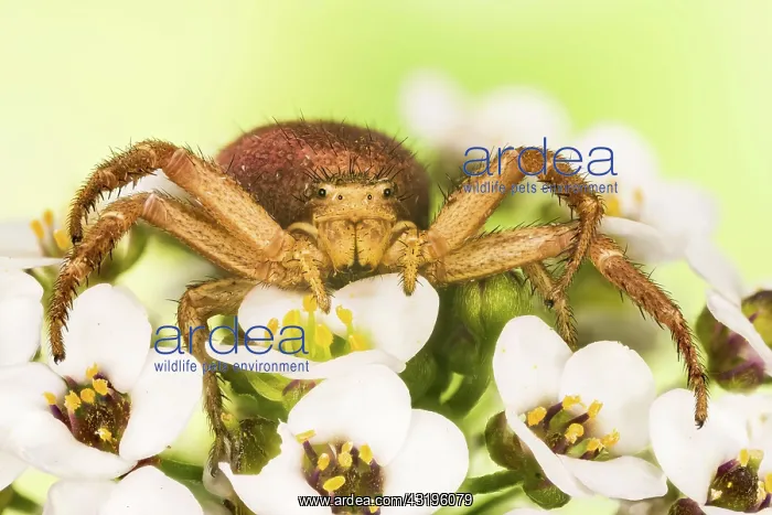 : Macro Focus Stacking portrait of Common Crab Spider : Macro Focus Stacking portrait of Common Crab Spider