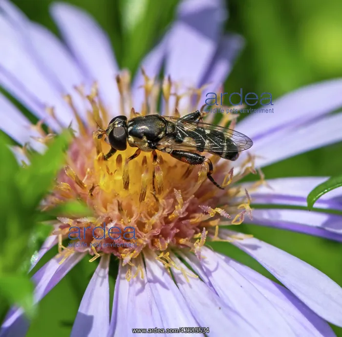 : Macro of a honeybee collecting nectar on a flower blossom : Macro of a honeybee collecting nectar on a flower blossom