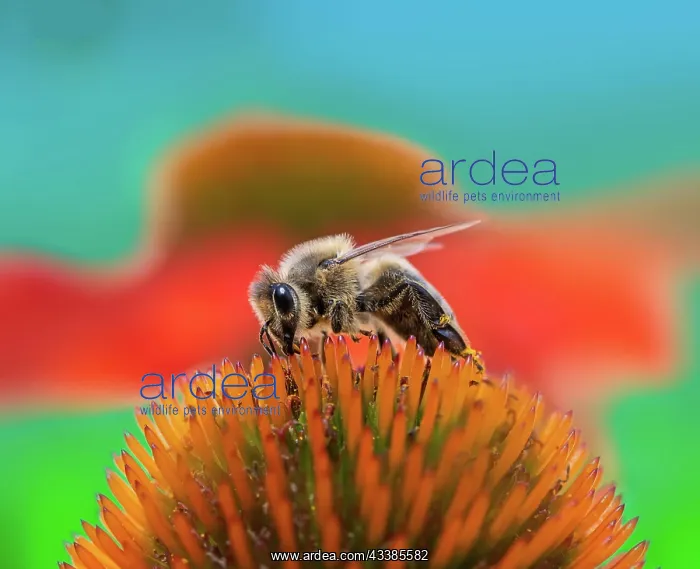 : Macro of a honeybee collecting nectar on a flower blossom (e : Macro of a honeybee collecting nectar on a flower blossom (e