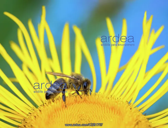 : Macro of a honeybee on a flower blossom : Macro of a honeybee on a flower blossom