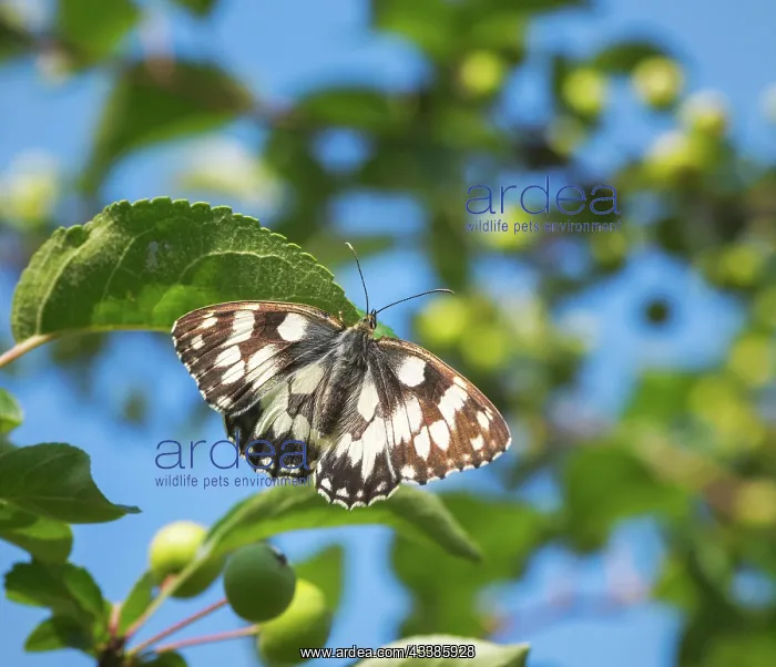 : Macro of a marbled white butterfly : Macro of a marbled white butterfly