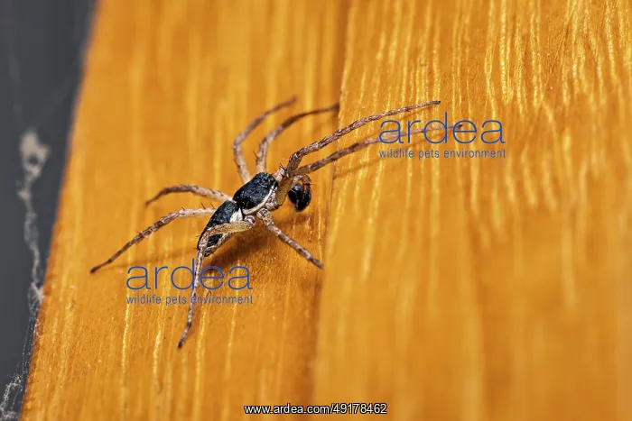 : A macro photograph of a black spider on an orange-coloured wooden background : A macro photograph of a black spider on an orange-coloured wooden background