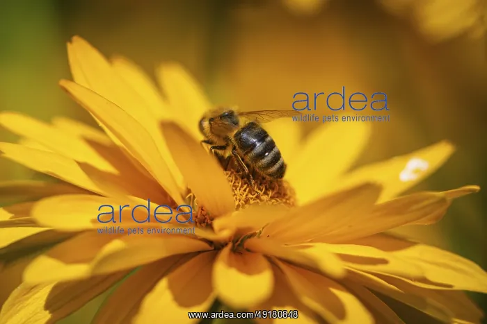 : Macro photograph of a honeybee (Apis) on a yellow flower of the sun's eye : Macro photograph of a honeybee (Apis) on a yellow flower of the sun's eye