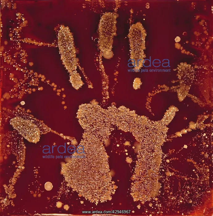 : Macro Photograph: Human handprint with associated : Macro Photograph: Human handprint with associated