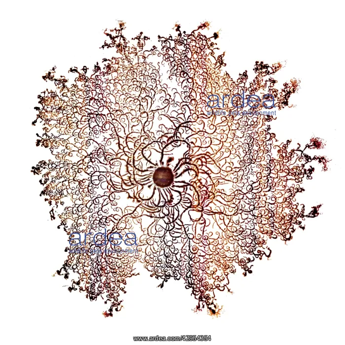 : Macro Photograph: Patterns of Paenibacillus bacteria : Macro Photograph: Patterns of Paenibacillus bacteria