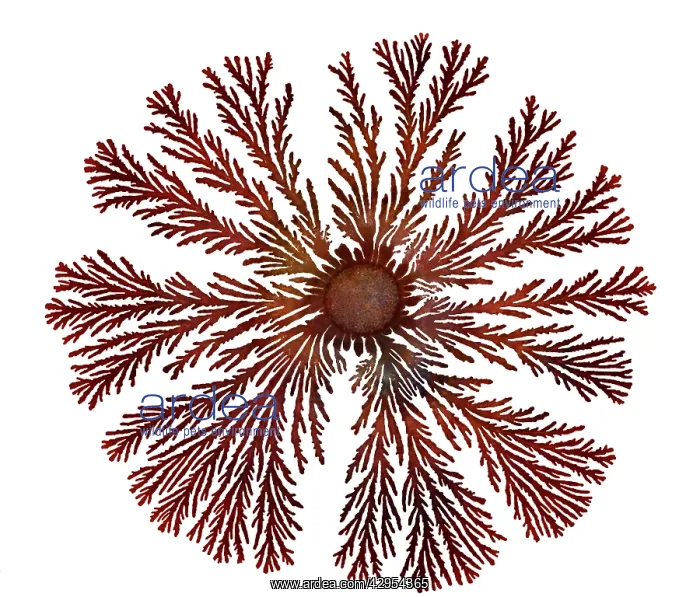 : Macro Photograph: Patterns of Paenibacillus bacteria : Macro Photograph: Patterns of Paenibacillus bacteria