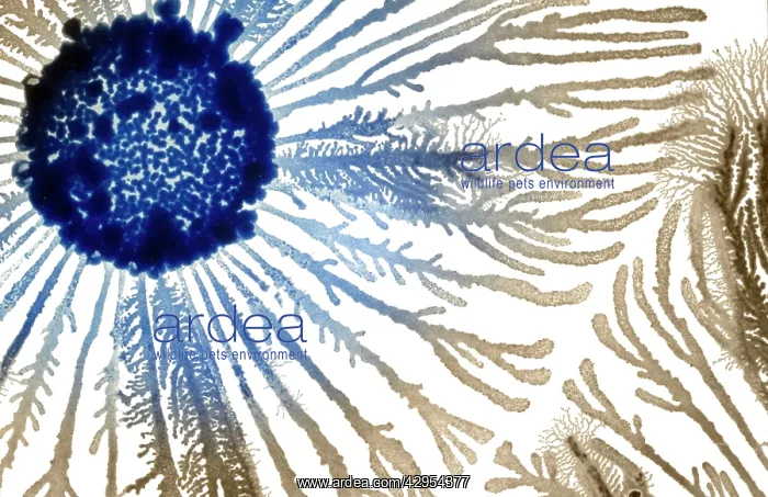 : Macro Photograph: Patterns of Paenibacillus bacteria : Macro Photograph: Patterns of Paenibacillus bacteria
