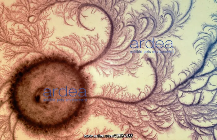 : Macro Photograph: Patterns of Paenibacillus bacteria : Macro Photograph: Patterns of Paenibacillus bacteria