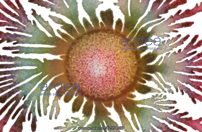 : Macro Photograph: Patterns of Paenibacillus bacteria : Macro Photograph: Patterns of Paenibacillus bacteria