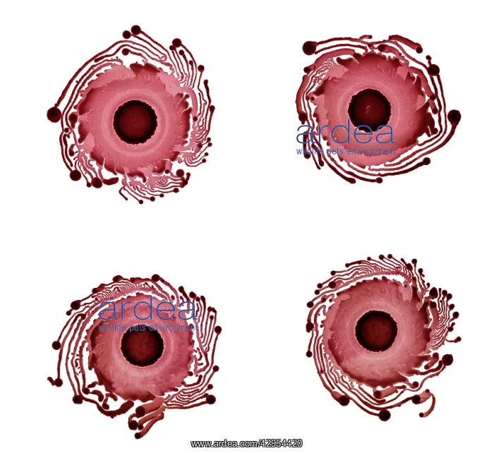 : Macro Photograph: Patterns of Paenibacillus bacteria : Macro Photograph: Patterns of Paenibacillus bacteria