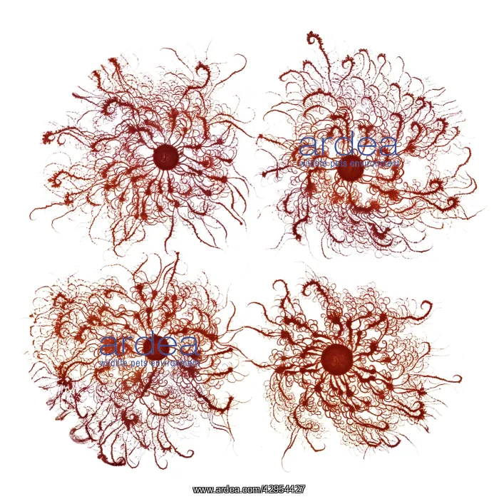 : Macro Photograph: Patterns of Paenibacillus bacteria : Macro Photograph: Patterns of Paenibacillus bacteria