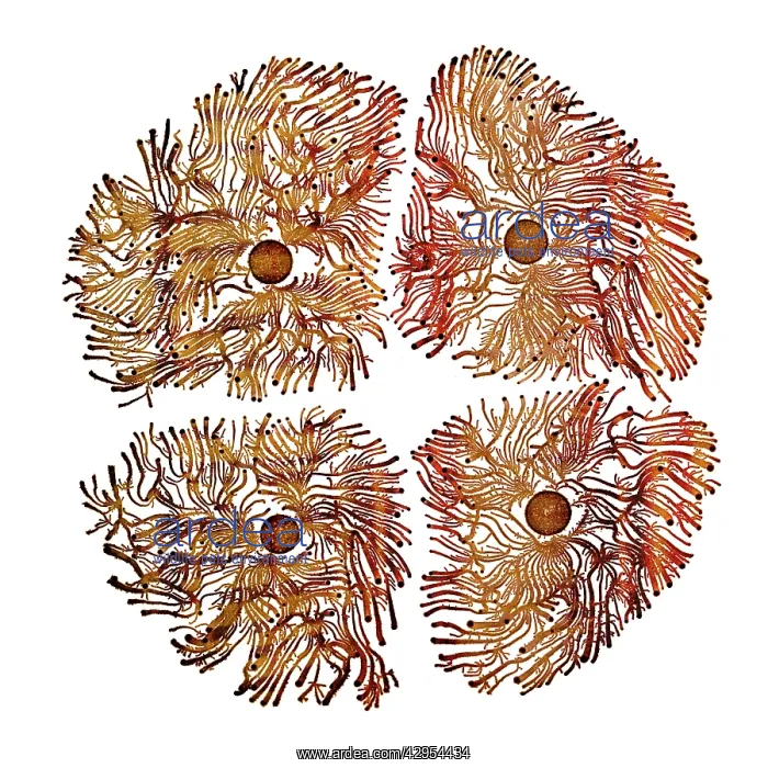 : Macro Photograph: Patterns of Paenibacillus bacteria : Macro Photograph: Patterns of Paenibacillus bacteria