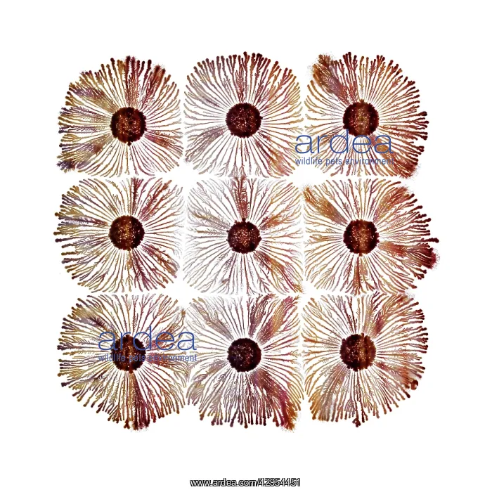 : Macro Photograph: Patterns of Paenibacillus bacteria : Macro Photograph: Patterns of Paenibacillus bacteria