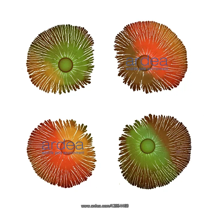 : Macro Photograph: Patterns of Paenibacillus bacteria : Macro Photograph: Patterns of Paenibacillus bacteria