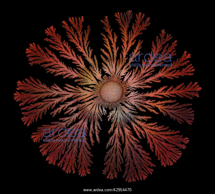 : Macro Photograph: Patterns of Paenibacillus bacteria : Macro Photograph: Patterns of Paenibacillus bacteria