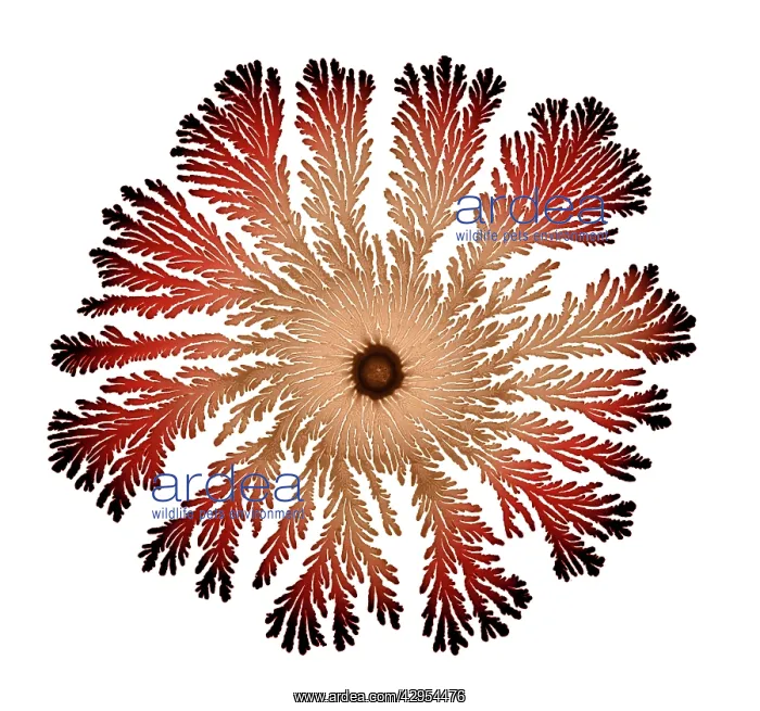 : Macro Photograph: Patterns of Paenibacillus bacteria : Macro Photograph: Patterns of Paenibacillus bacteria