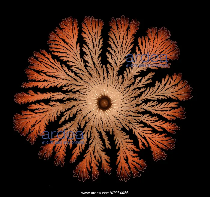 : Macro Photograph: Patterns of Paenibacillus bacteria : Macro Photograph: Patterns of Paenibacillus bacteria