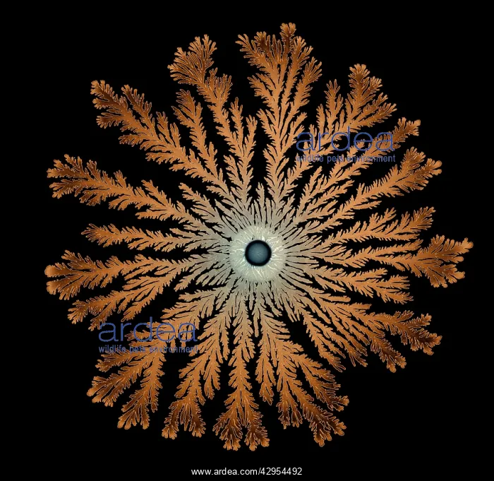 : Macro Photograph: Patterns of Paenibacillus bacteria : Macro Photograph: Patterns of Paenibacillus bacteria