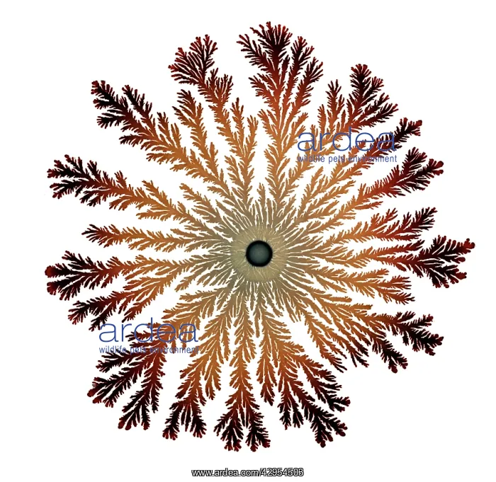 : Macro Photograph: Patterns of Paenibacillus bacteria : Macro Photograph: Patterns of Paenibacillus bacteria