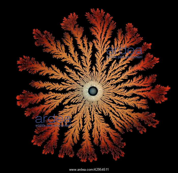 : Macro Photograph: Patterns of Paenibacillus bacteria : Macro Photograph: Patterns of Paenibacillus bacteria