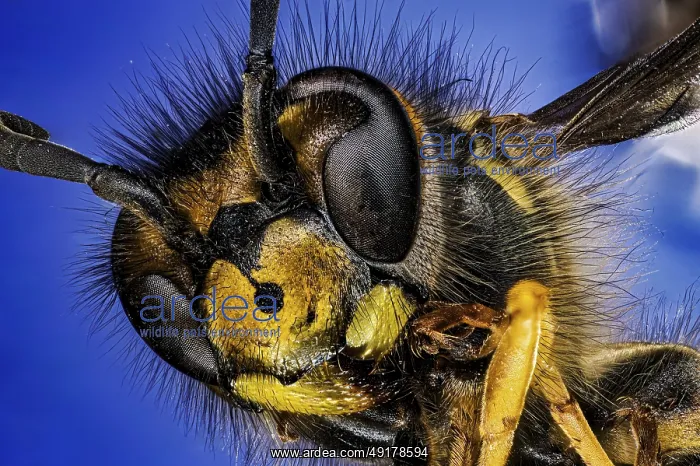 : Macro photograph of a wasp with detailed facial features on a blue background : Macro photograph of a wasp with detailed facial features on a blue background